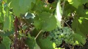 Moscatel grapes